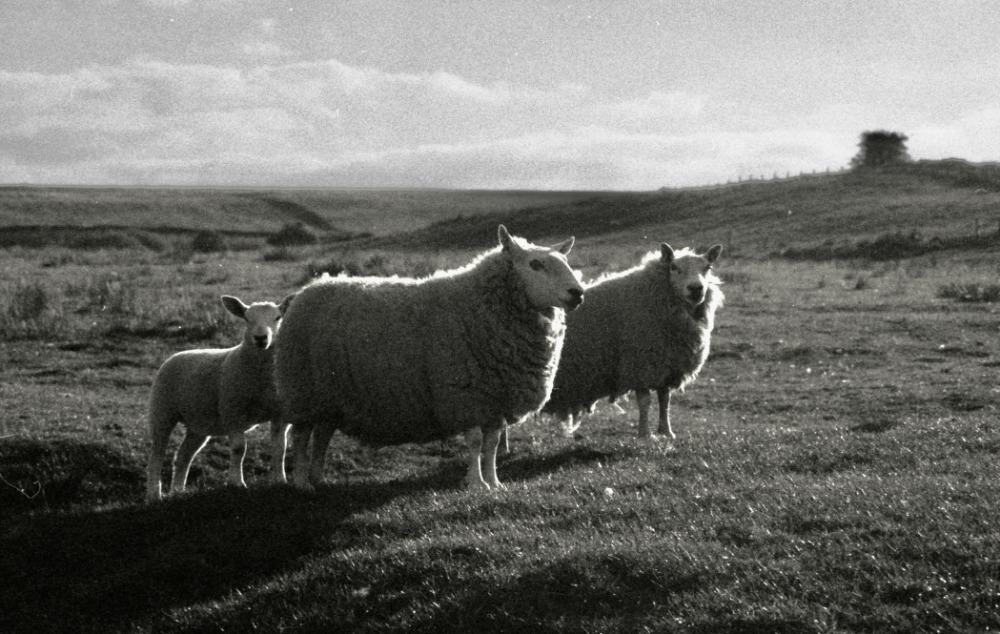 September - Farm Life Farm Life - 3rd Place. Ilford HP5 35mm.